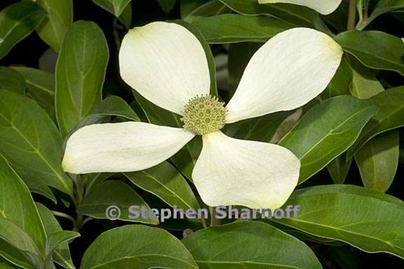 cornus capitata 3 graphic